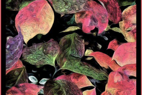 Dogwood