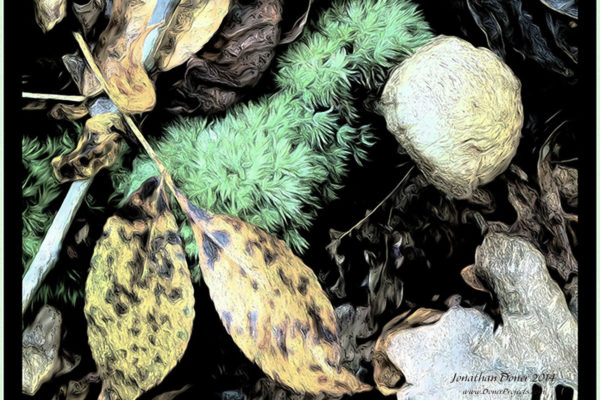 Moss